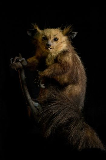 Media type: image;   Mammalogy 14647